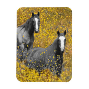 Magnet Flexible Moutarde et chevaux