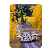 Mouton sur Country Road