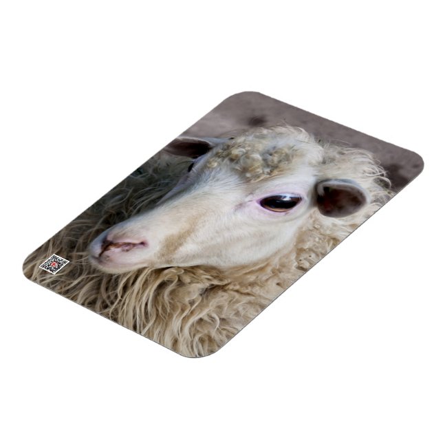 Magnet Flexible Moutons drôles (Côté Gauche)