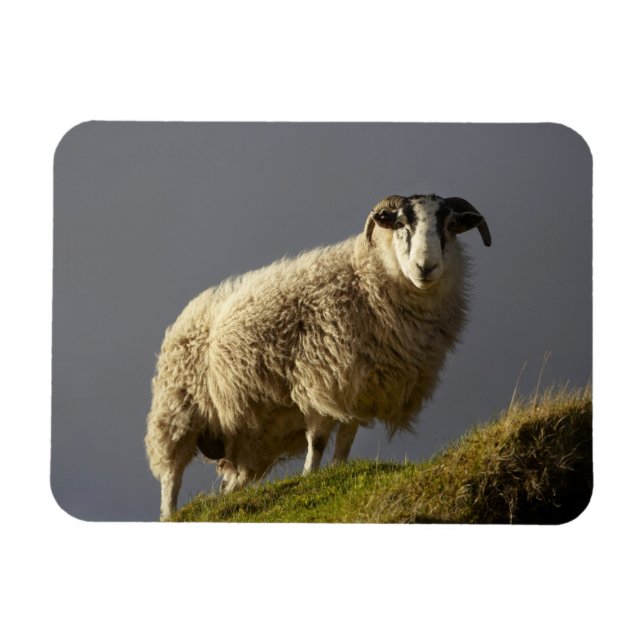 Magnet Flexible Moutons, péninsule de Trotternish, île de Skye, (Horizontal)