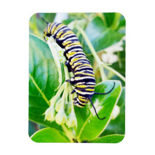 Magnet Flexible Munching Monarch Caterpillar