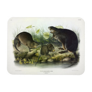 Magnet Flexible Muskrat de Quadrupeds of North America d'Audubon
