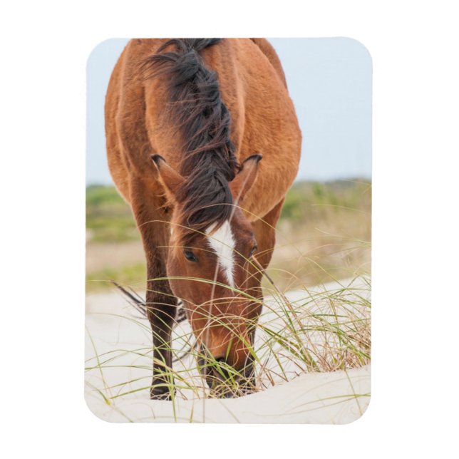 Magnet Flexible Mustangs sauvages ou chevaux banquiers (Vertical)