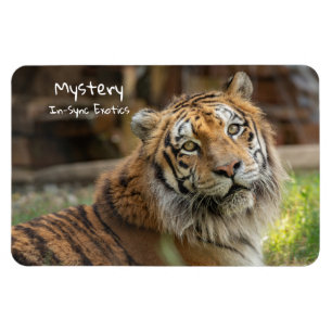 Magnet Flexible Mystère -