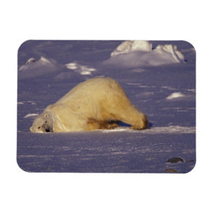 Magnet Flexible NA, Canada, Manitoba, Churchill, Ours polaire