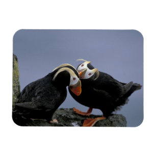 Magnet Flexible NA, États-Unis, Alaska, mer de Béring, Pribilofs. 