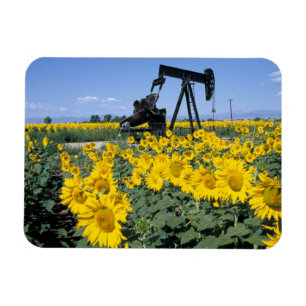 Magnet Flexible Na, États-Unis, Colorado, Tournesols, Derrick de p