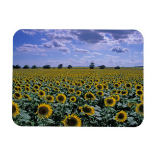 Magnet Flexible NA, États-Unis, Kansas, culture de tournesol