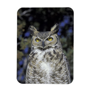 Magnet Flexible NA, États-Unis, Nouveau-Mexique, Wildlife West Nat