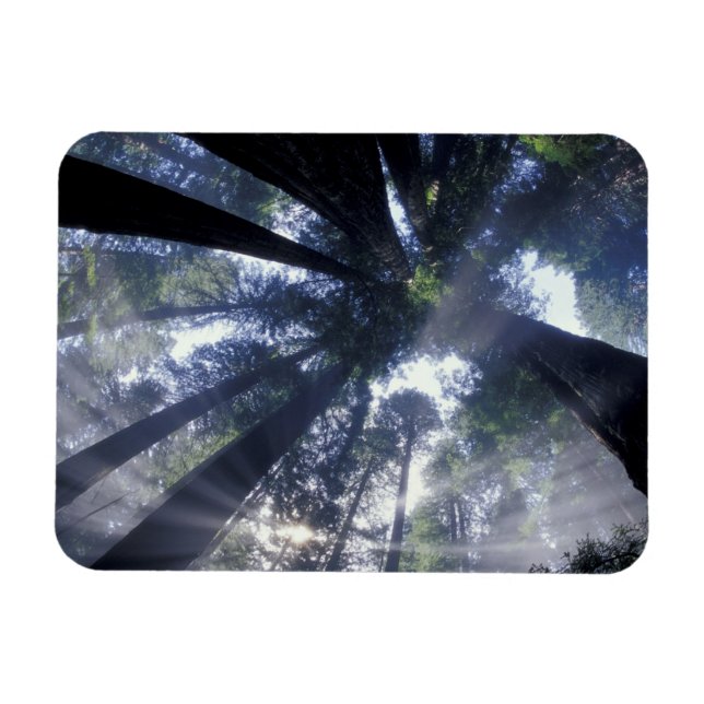 Magnet Flexible NA, USA, Californie, État de Del Norte Redwoods (Horizontal)