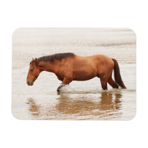 Magnet Flexible Nage matinale pour un cheval