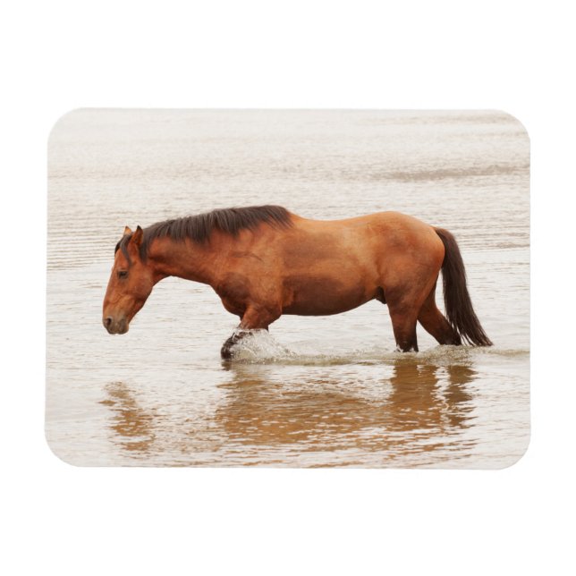 Magnet Flexible Nage matinale pour un cheval (Horizontal)
