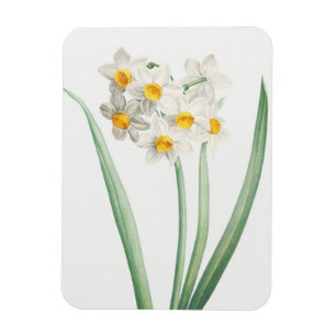 Magnet Flexible Narcisse, Pierre-Joseph Redouté, 1805