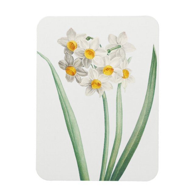 Magnet Flexible Narcisse, Pierre-Joseph Redouté, 1805 (Vertical)