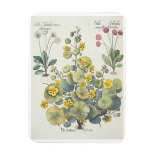 Magnet Flexible Nasturces et marguerites : 1.Nasturtium Indicum ;