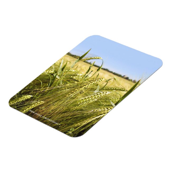 Magnet Flexible Nature botanique du grain de seigle (Côté Gauche)