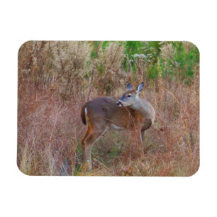Magnet Flexible Nature Deer Doe Faune Photo Lac Arrowhead Ga.