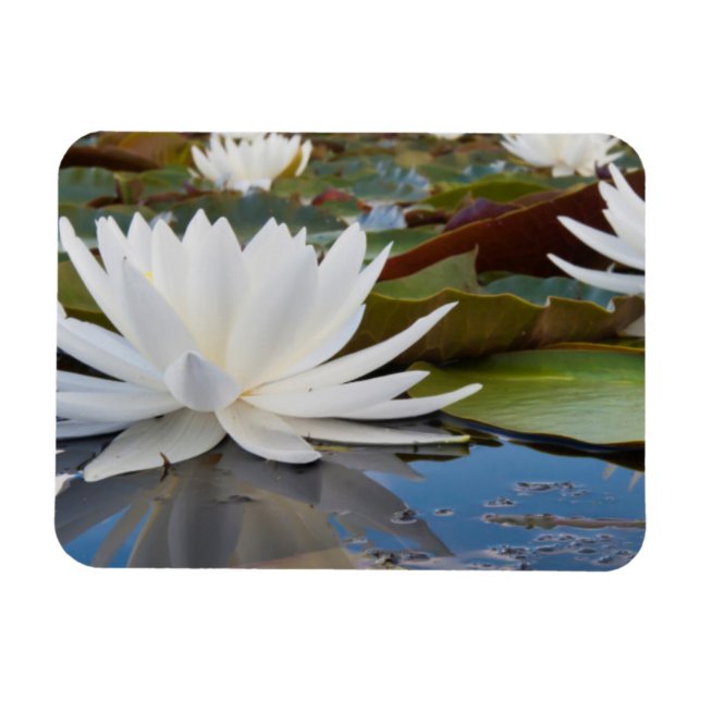 Magnet Flexible Nénuphar odorant (Nymphaea Odorata) sur Caddo (Horizontal)