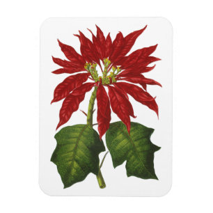 Magnet Flexible Noël vintage, poinsettia rouge plante d'hiver