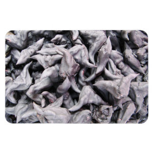 Magnet Flexible Noix de buffle - Water Caltrop