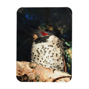 Magnet Flexible Northern Flicker - Spots
