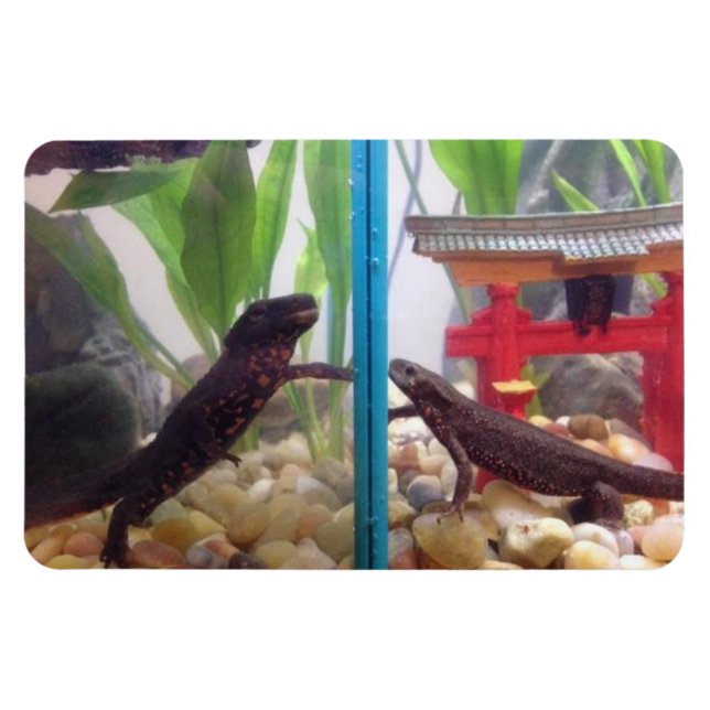 Magnet Flexible Nouveaux contacts avec l'aimant (Horizontal)