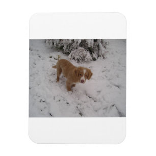 Magnet Flexible Nova_Scotia_Duck-Tolling_Retriever pup dans la nei