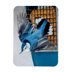 Magnet Flexible Nuthatch à poitrine blanche en neige - Photo origi