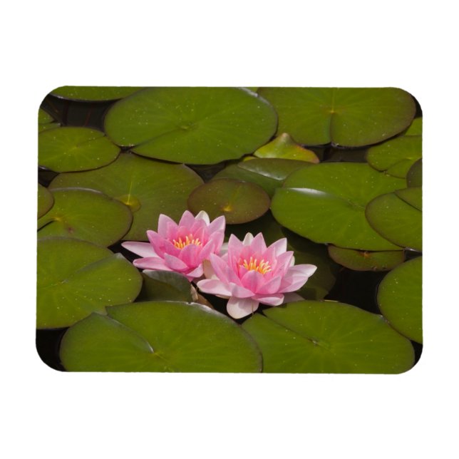 Magnet Flexible Nymphéas en fleurs (Horizontal)