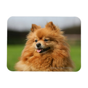 Magnet Flexible Observation de Pomeranian