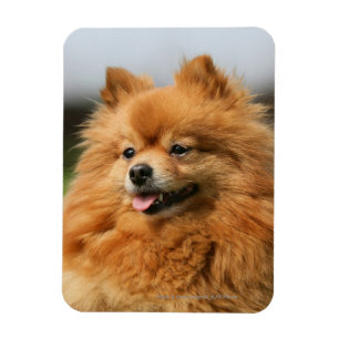 Magnet Flexible Observation de Pomeranian