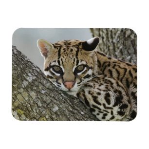 Magnet Flexible Ocelot, Felis pardalis, en captivité, femelle au r