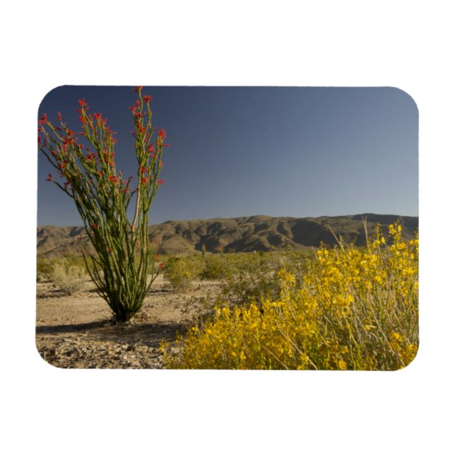 Magnet Flexible Ocotillo and desert senna (Horizontal)
