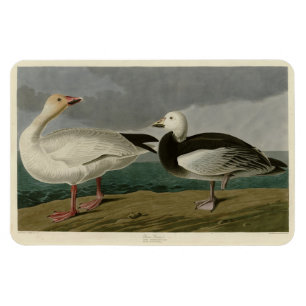 Magnet Flexible Oie des neiges des oiseaux d'Amérique d'Audubon