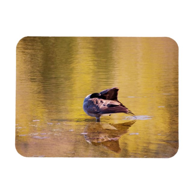 Magnet Flexible Oie d'or (Horizontal)