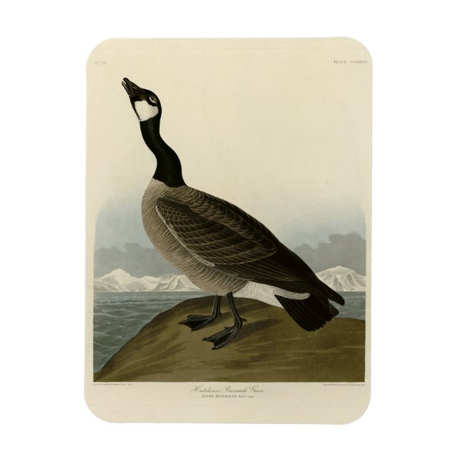 Magnet Flexible Oie en caquette des oiseaux d'Amérique d'Audubon (Vertical)