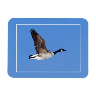 Magnet Flexible Oie volante