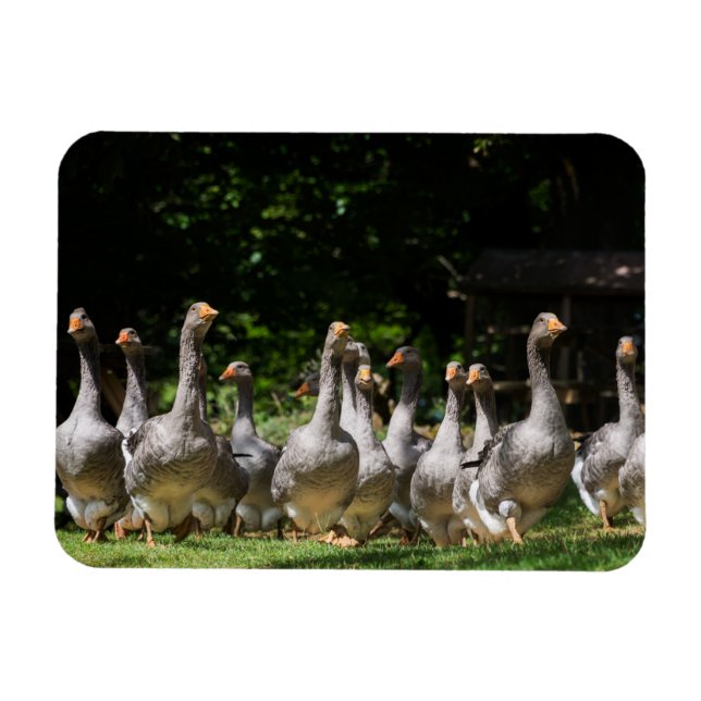 Magnet Flexible Oies dans l'aimant rectangulaire de la Dordogne (Horizontal)