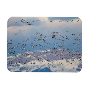 Magnet Flexible Oies des neiges pendant la migration printanière