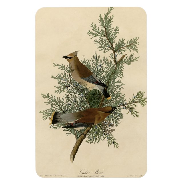 Magnet Flexible Oiseau de cèdre, Cèdre, cire Audubon Oiseaux d'Amé (Vertical)