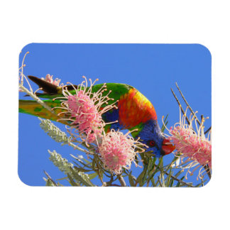 Magnet Flexible Oiseau Loriquet Arc-en-Ciel Coloré Mangeant du Nec