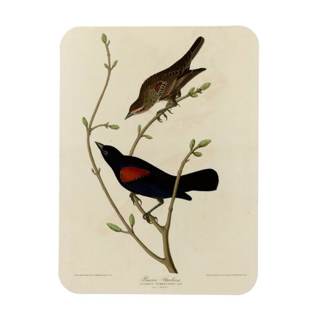 Magnet Flexible Oiseau noir à ailes rouges - Oiseaux d'Amérique d' (Vertical)