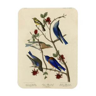 Magnet Flexible Oiseaux bleus et Paruline, Oiseaux d'Amérique d'Au