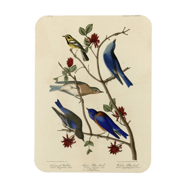 Magnet Flexible Oiseaux bleus et Paruline, Oiseaux d'Amérique d'Au (Vertical)