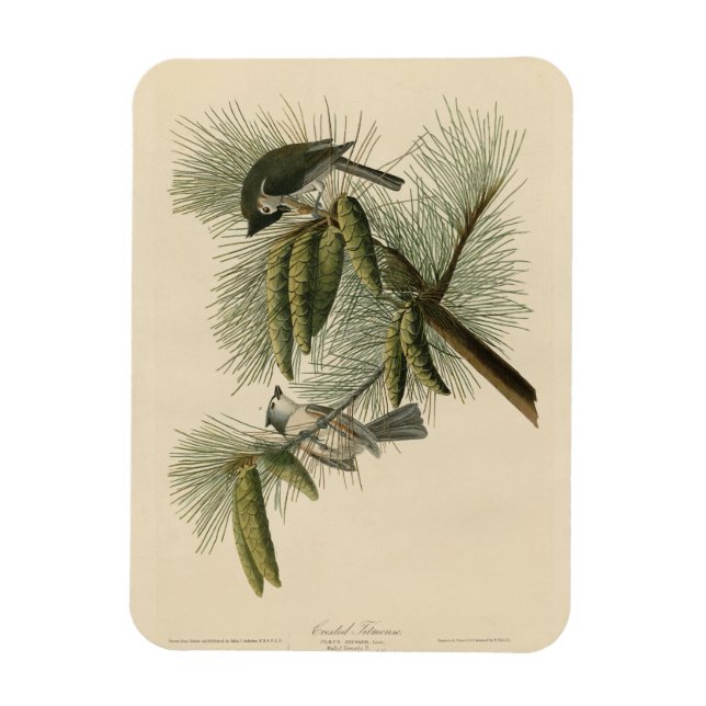 Magnet Flexible Oiseaux d'Amérique à pois (touffus) (Vertical)