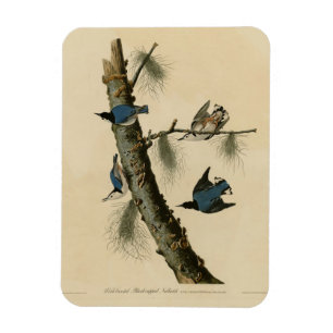 Magnet Flexible Oiseaux d'Amérique de Nuthatch Audubon au coeur bl