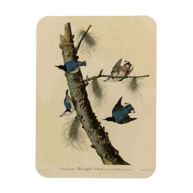 Magnet Flexible Oiseaux d'Amérique de Nuthatch Audubon au coeur bl (Vertical)