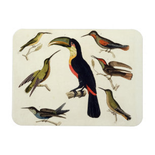 Magnet Flexible Oiseaux indigènes, y compris le toucan (centre),