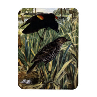 Magnet Flexible Oiseaux noirs à ailes rouges et nid dans les cavea