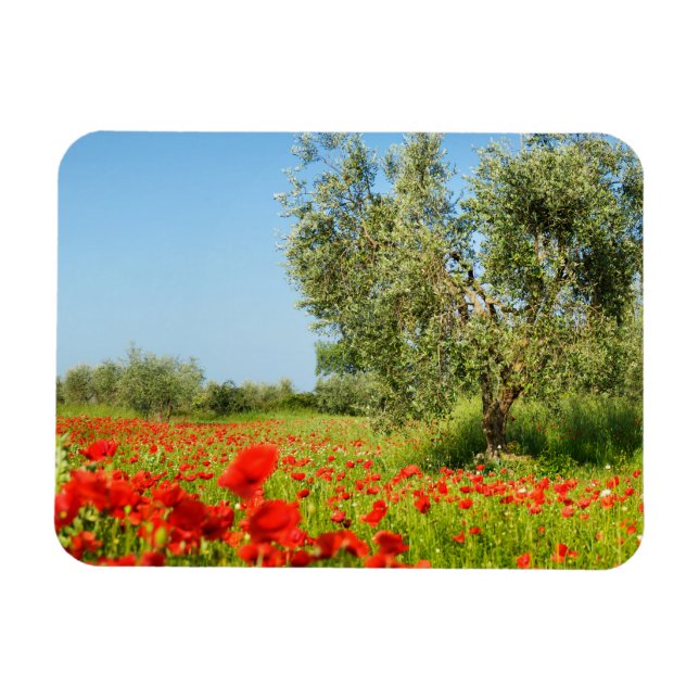 Magnet Flexible Olive tree dans le champ de pavot aimant rectangul (Horizontal)
